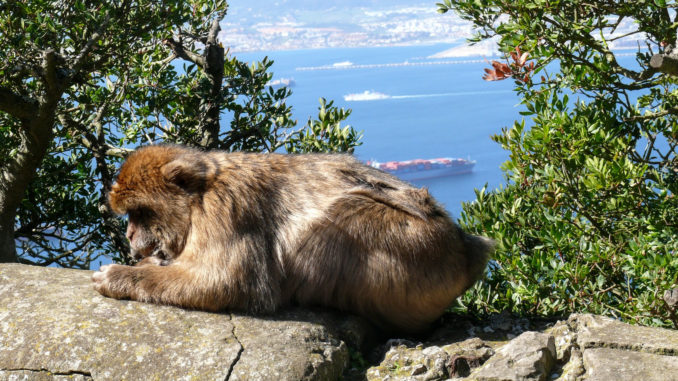 Affen Gibraltar Gibraltar