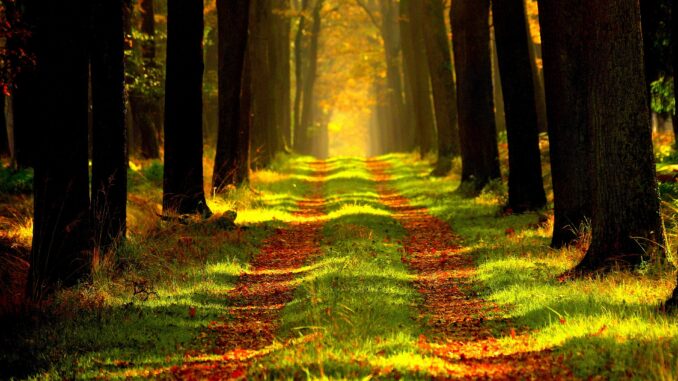 Shinrun Yoku Wald Wald lichtdurchflutet