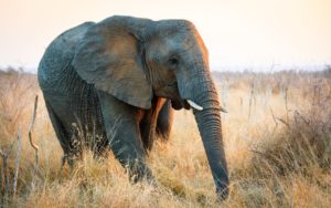 Elefant in freier Wildbahn