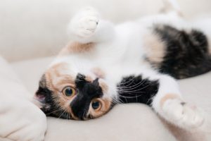 Niedliche Katzen brauchen Pflege: Bürsten hilft, überschüssige Katzenhaare beseitigen