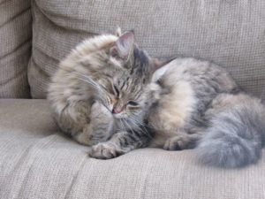 Katze auf Sofa: Katzenhaare inklusive