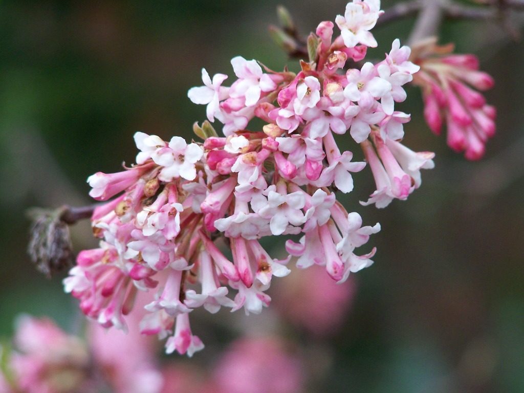 Blüte von Viburnum x bodnantense