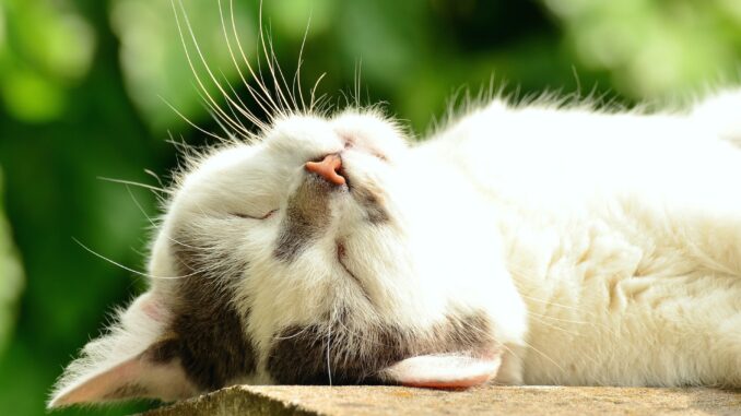 cat-1551783_1920