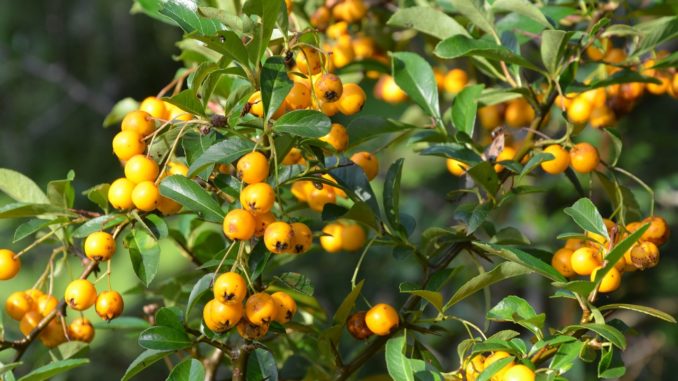 Sanddorn sammeln Beeren und Wildfrüchte sammeln