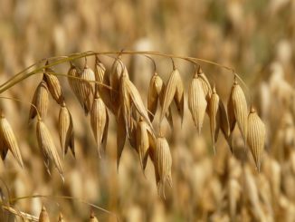 Hafer Arzneipflanze des Jahres 2017