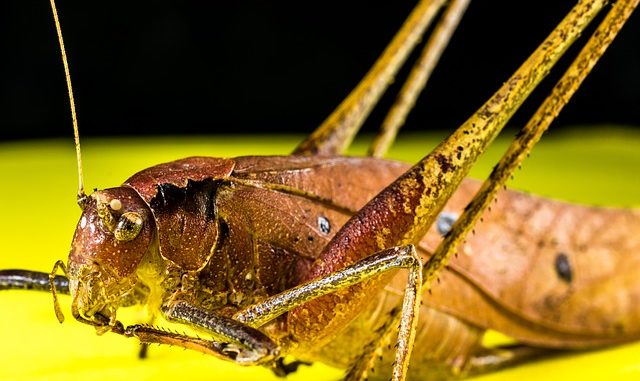 Heuschrecke, Insekten als Nahrung Insekten als Lebensmittel