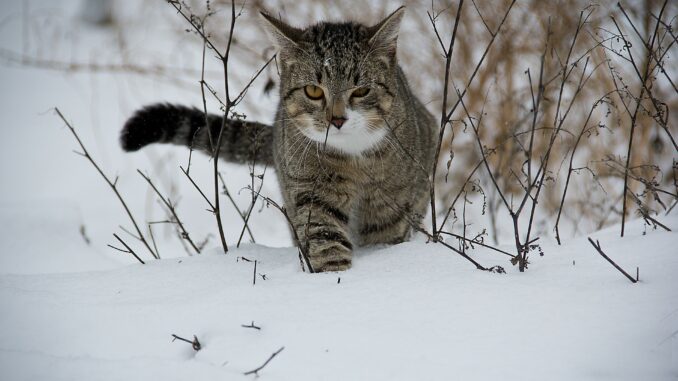 cat-188088_1920