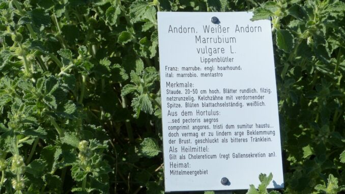 Andorn (2)
