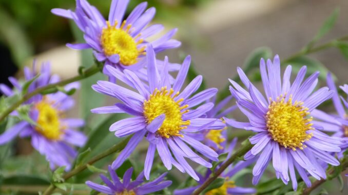 Berg-Aster ‘Grunder’