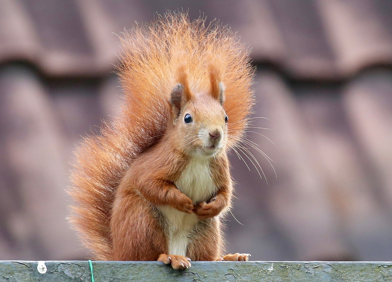 Für Eichhörnchen gestaltet sich die Futtersuche in diesem Jahr etwas schwieriger.