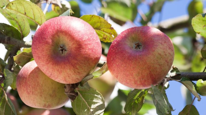 Einheimische Äpfel Einheimische Äpfel Superfood