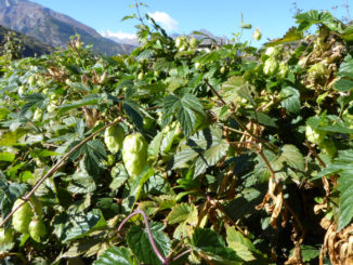 Hopfen