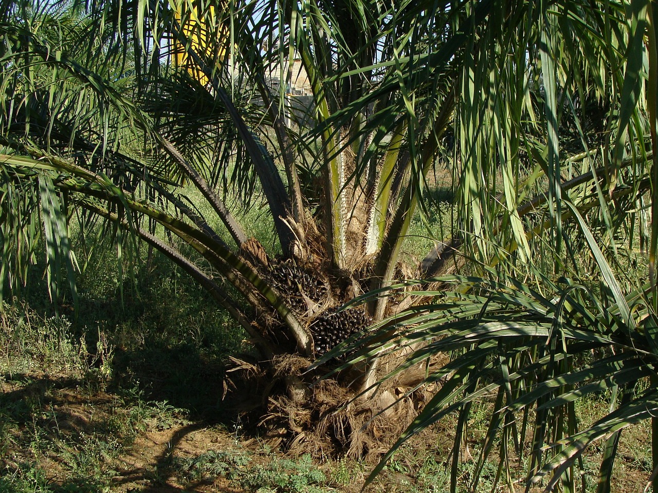 Palmöl wird aus dem Fruchtfleisch der Ölpalme gewonnen.