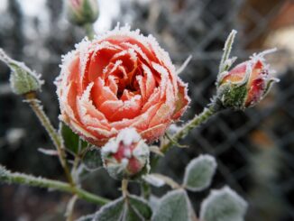 Winterschutz im Garten