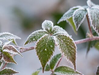 Gartenarbeit im Winter