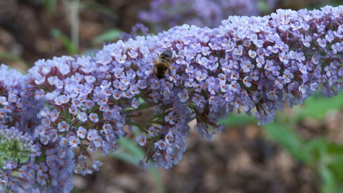 Sträucher Buddleja Pixi Blue