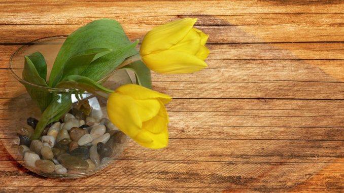 Tulpen frisch halten