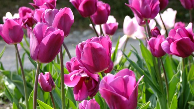 tulip-1122249_1280