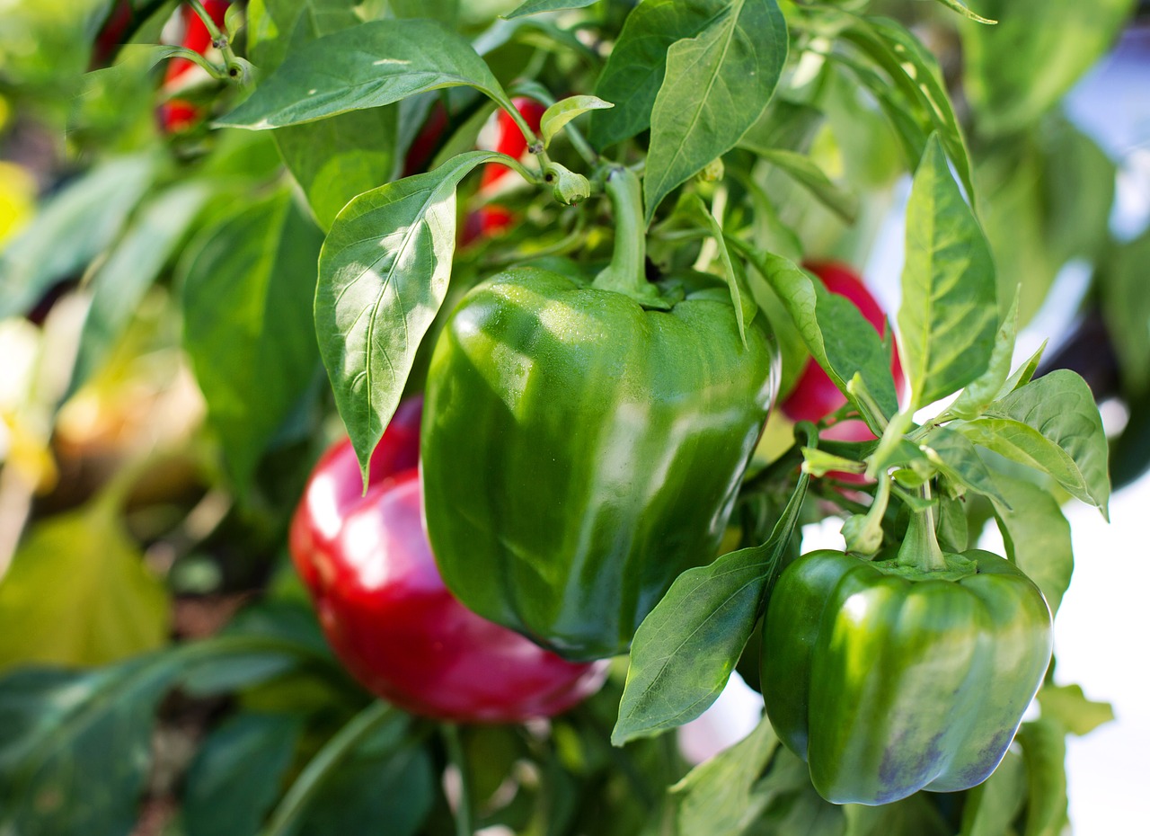 Paprika und Chili anbauen