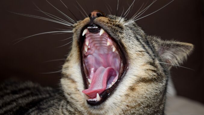 cat-3191522_1920 Katze zeigt ihr Gebiss