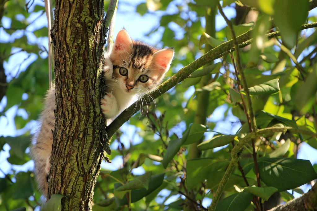 Kätzchen im Baum