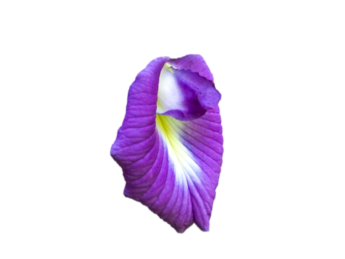 Orchidee Vulva