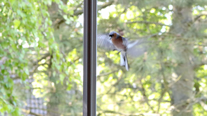 Vogel im Anflug auf Fensterscheibe