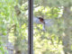 Vogel im Anflug auf Fensterscheibe