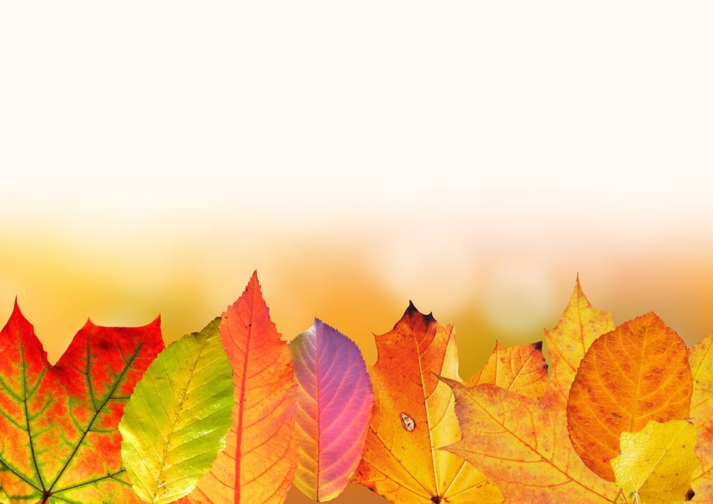 Herbstlaub im Garten 5 Tipps für die bunte Pracht Das OnlineMagazin