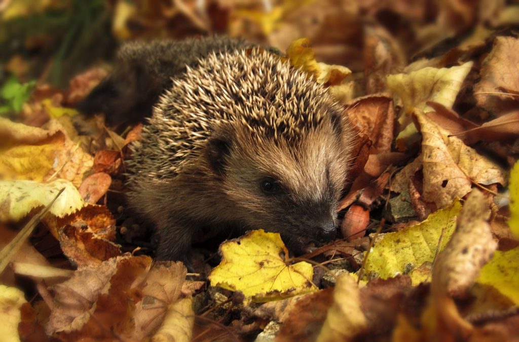 Herbstlaub im Garten 5 Tipps für die bunte Pracht Das
