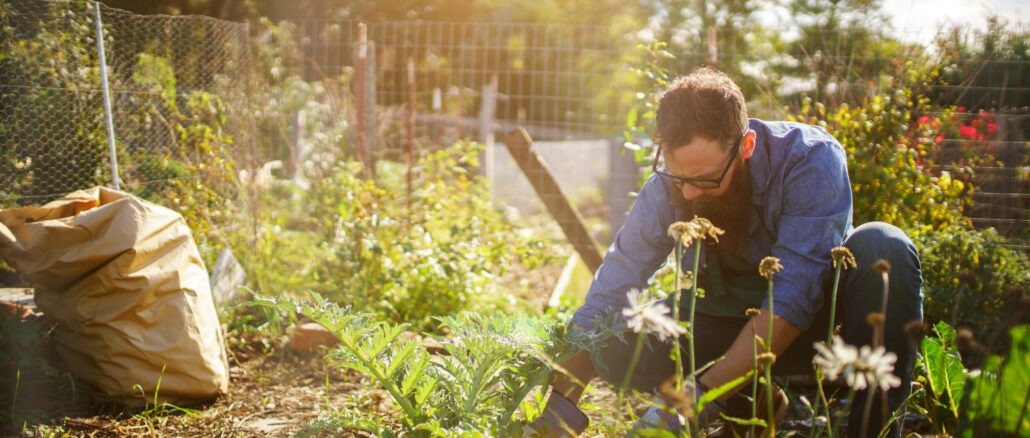 mann pflanzt im garten