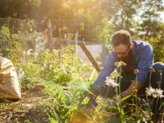 mann pflanzt im garten