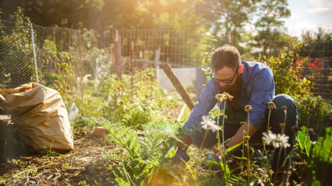 man planting crops in communal garden mann pflanzt im garten
