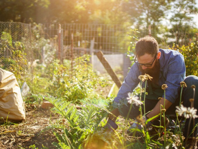 mann pflanzt im garten